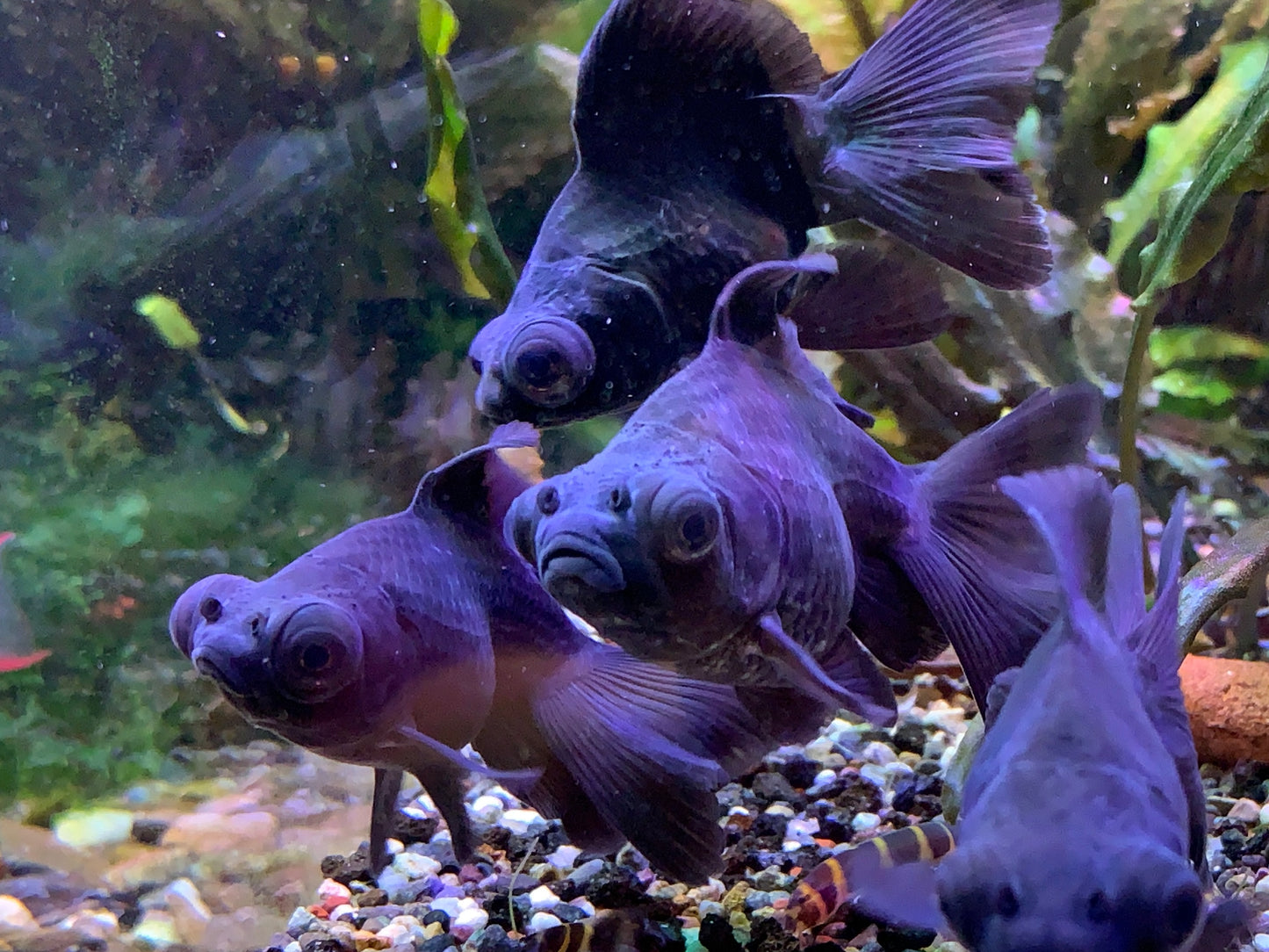 Black Butterfly Goldfish