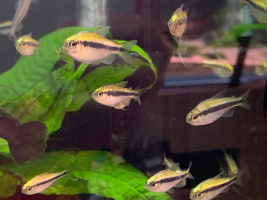 Yellow Lapis Tetra