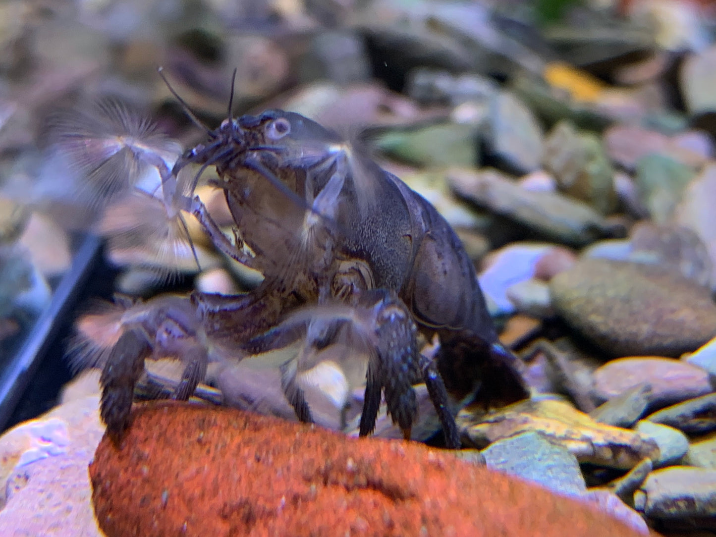Armoured Shrimp