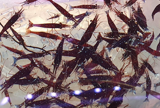 White Socks Sulawesi Shrimp