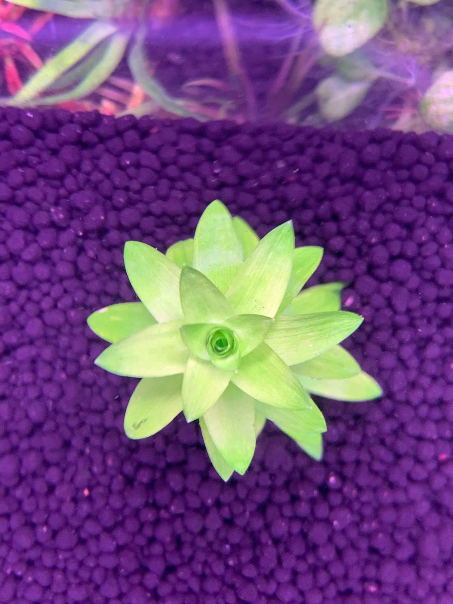 Tonina Fluviatilis