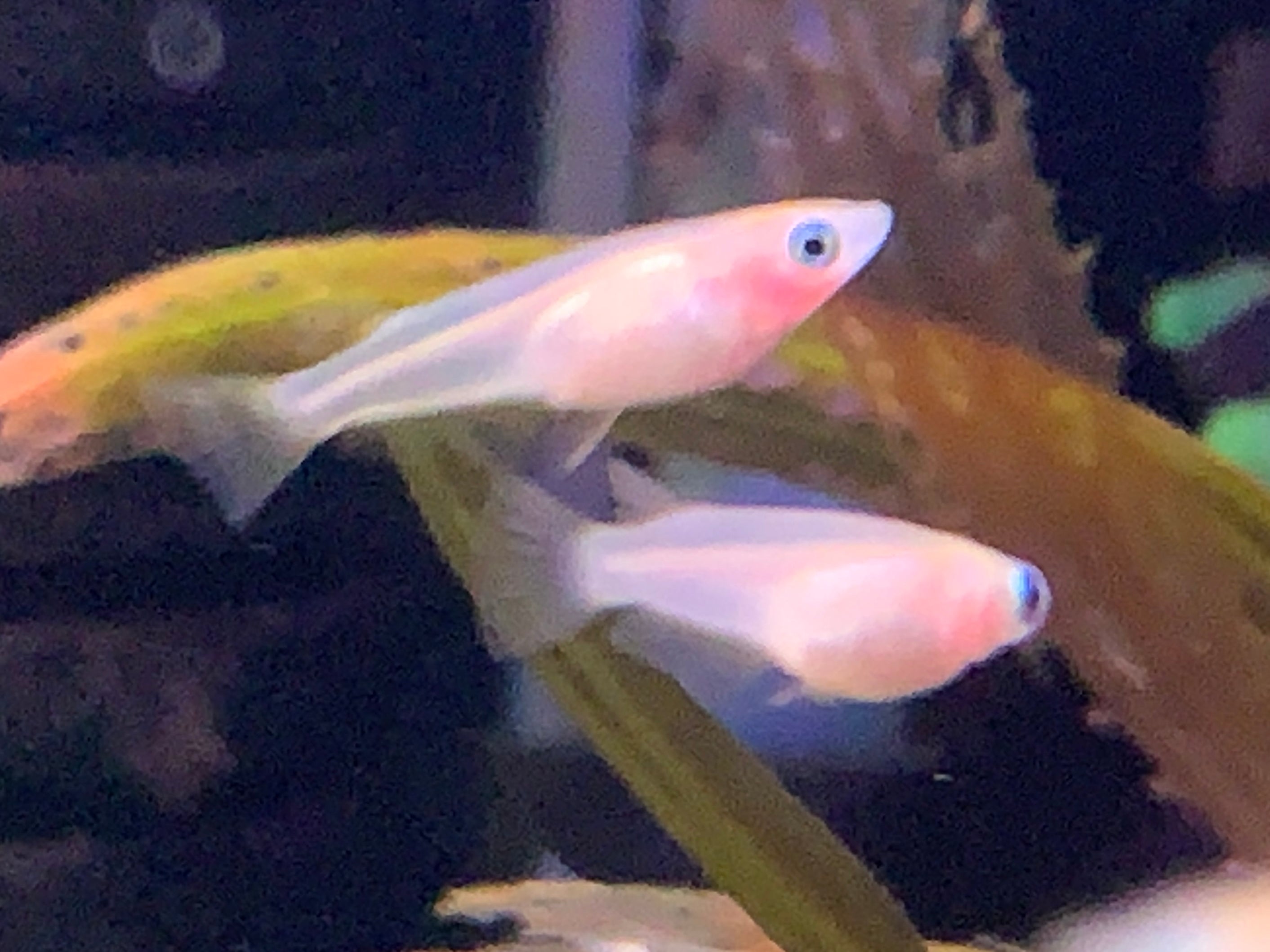Fancy Rice Fish Japan Rice Fish – Aquatic Avenue Online Store