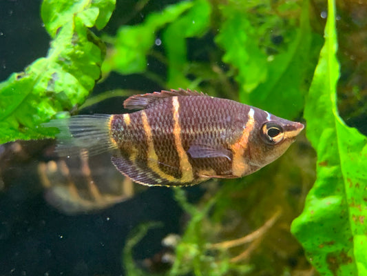 Chocolate Gourami