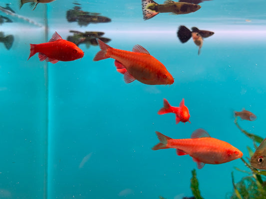 Albino Cherry Barb