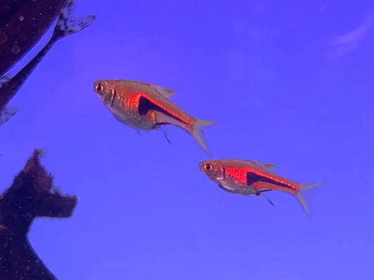 Espei Rasbora