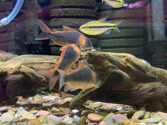 Corydoras Eques