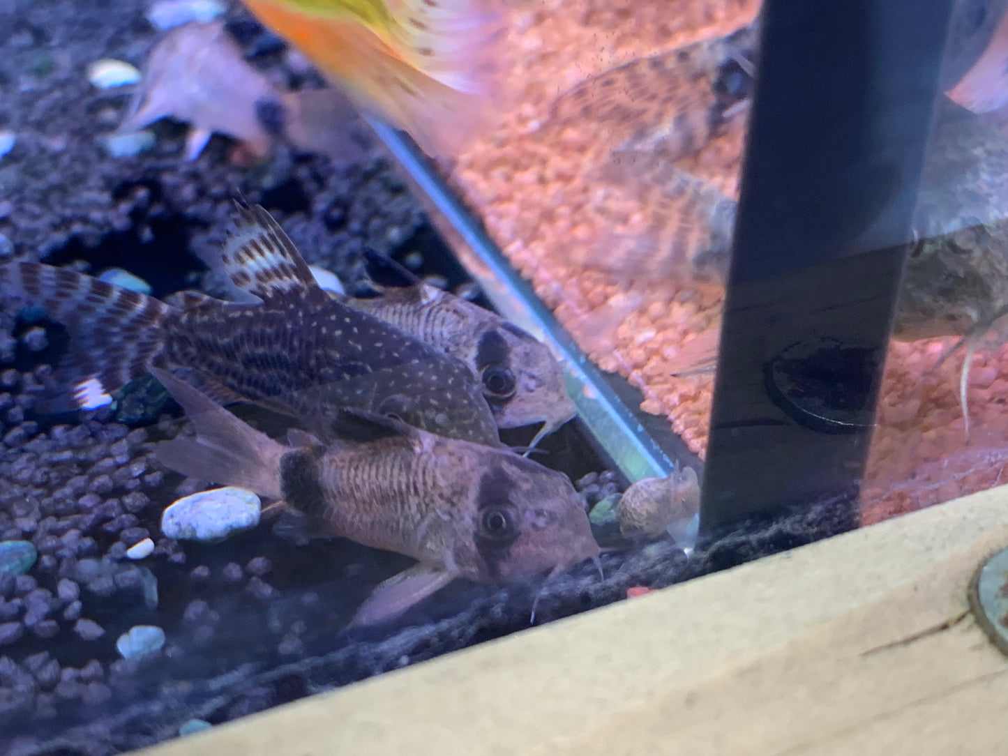 Panda Cory