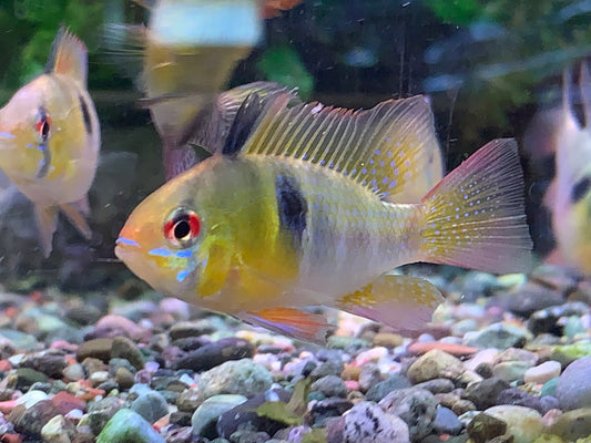 Holland Ram