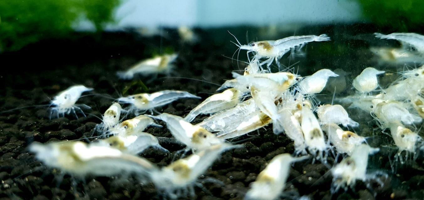Snowball Shrimp