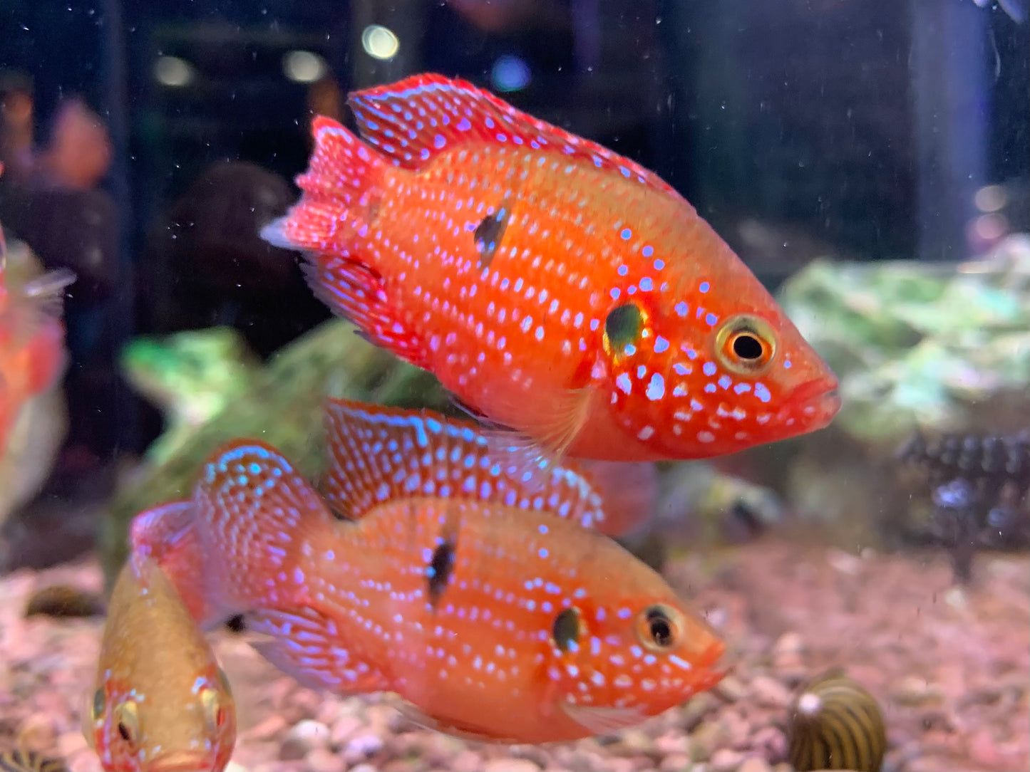 Red Jewel