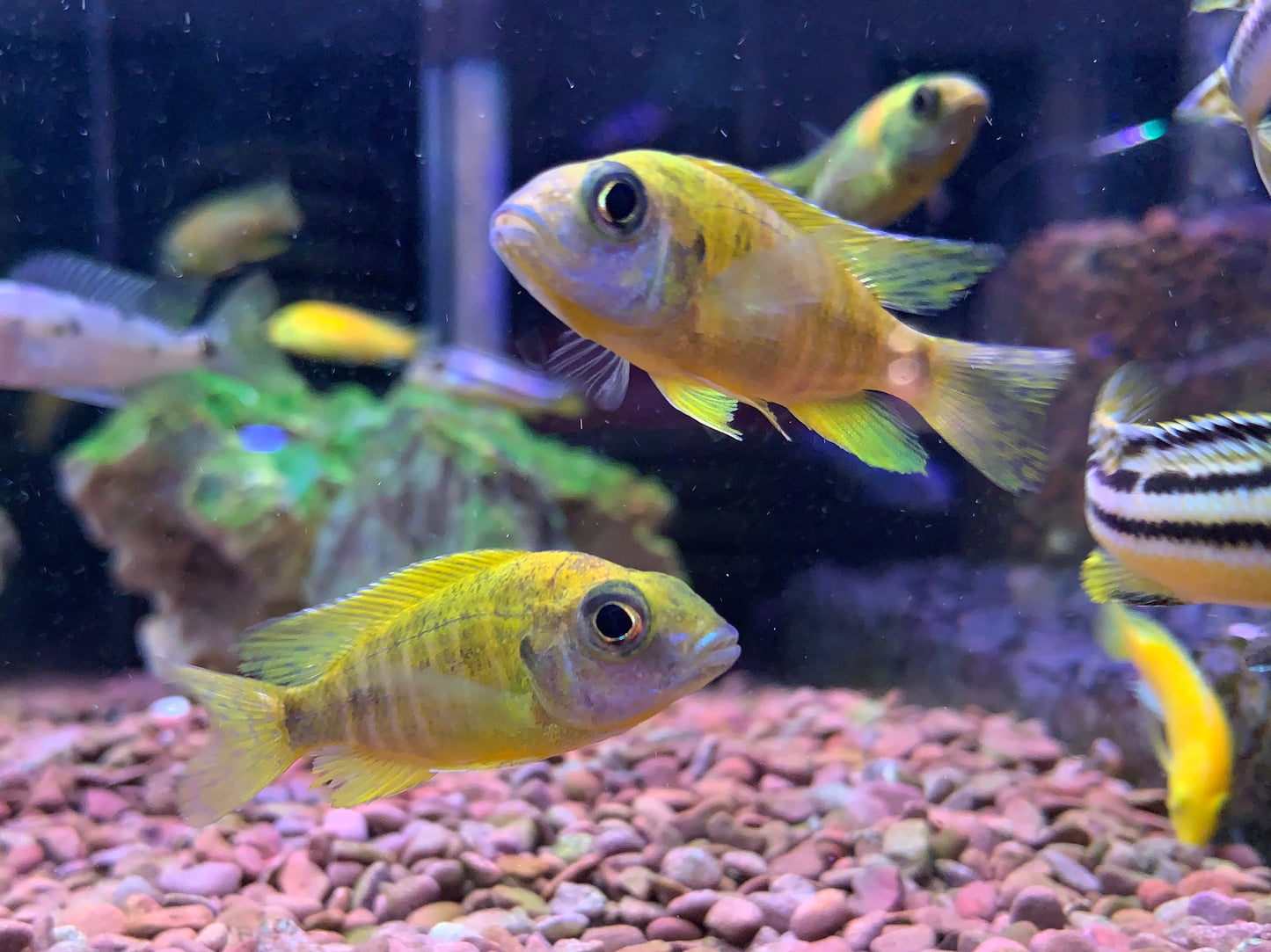 Yellow Peacock