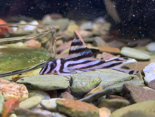 L46 Zebra Pleco