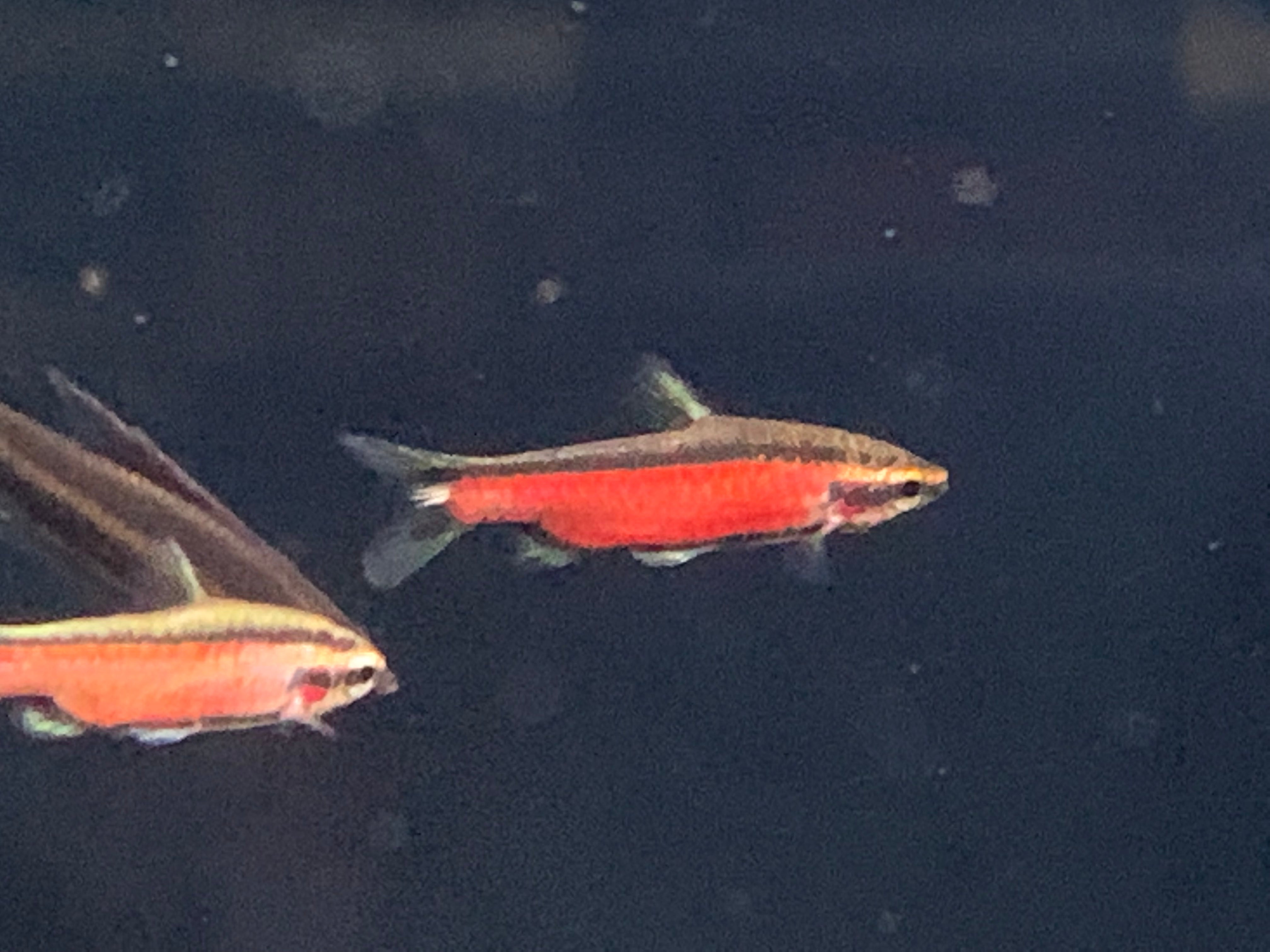 Super Red Cenepa Pencil Fish