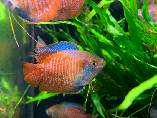 Dwarf Gourami
