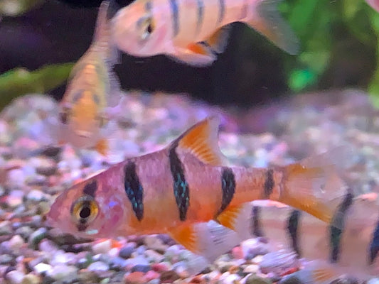 Sixth-Banded Barb