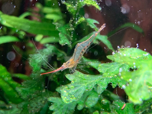 Indian Red Nose Shrimp