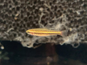 Dwarf Pencilfish