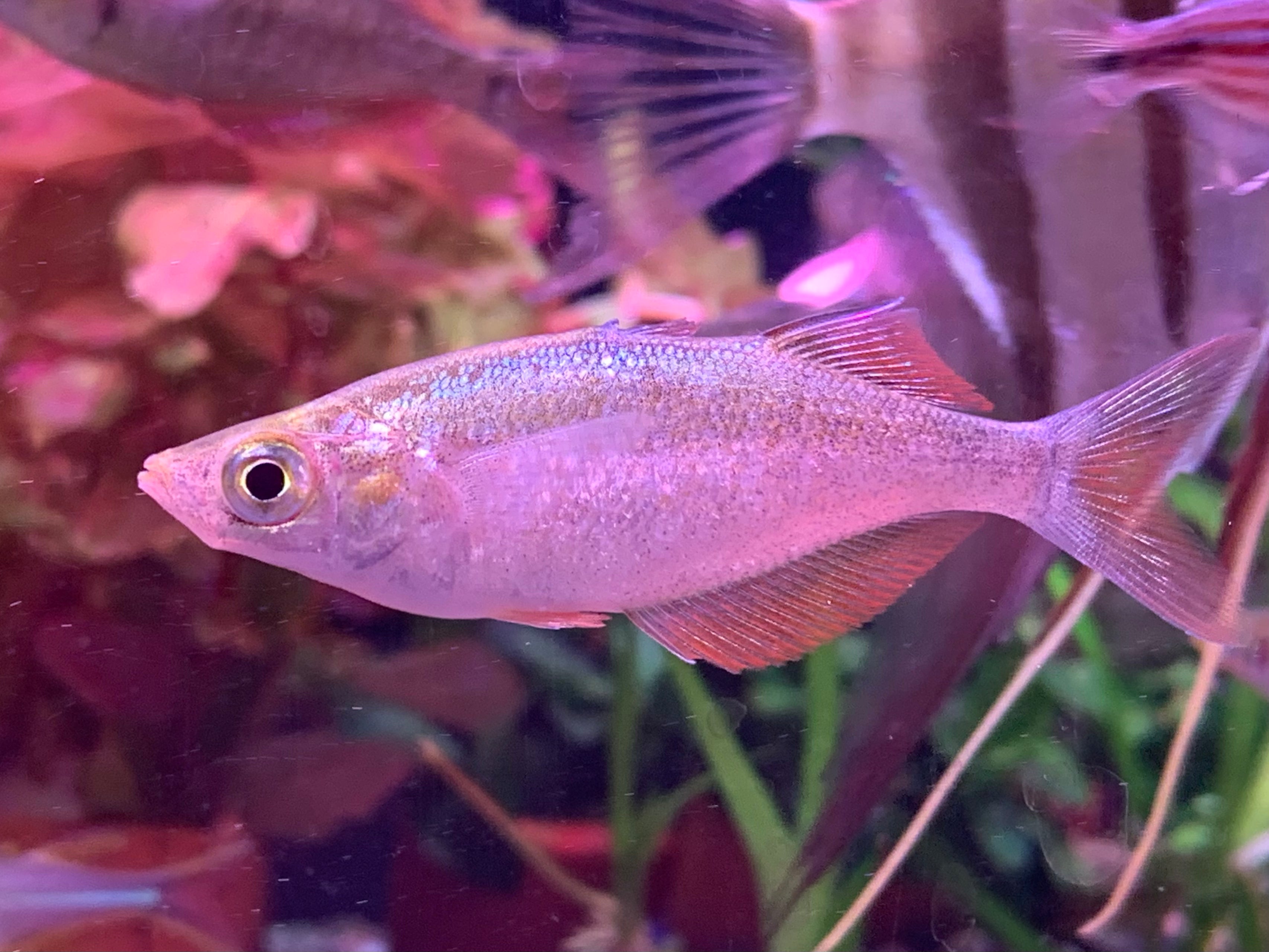 Salmon Red Rainbowfish