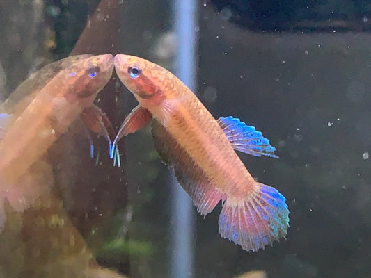Betta Persephone