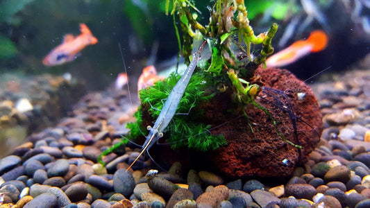 Indian Red Nose Shrimp