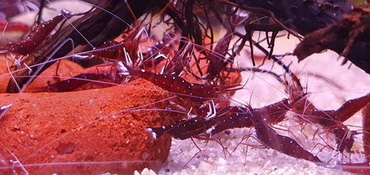 White Socks Sulawesi Shrimp