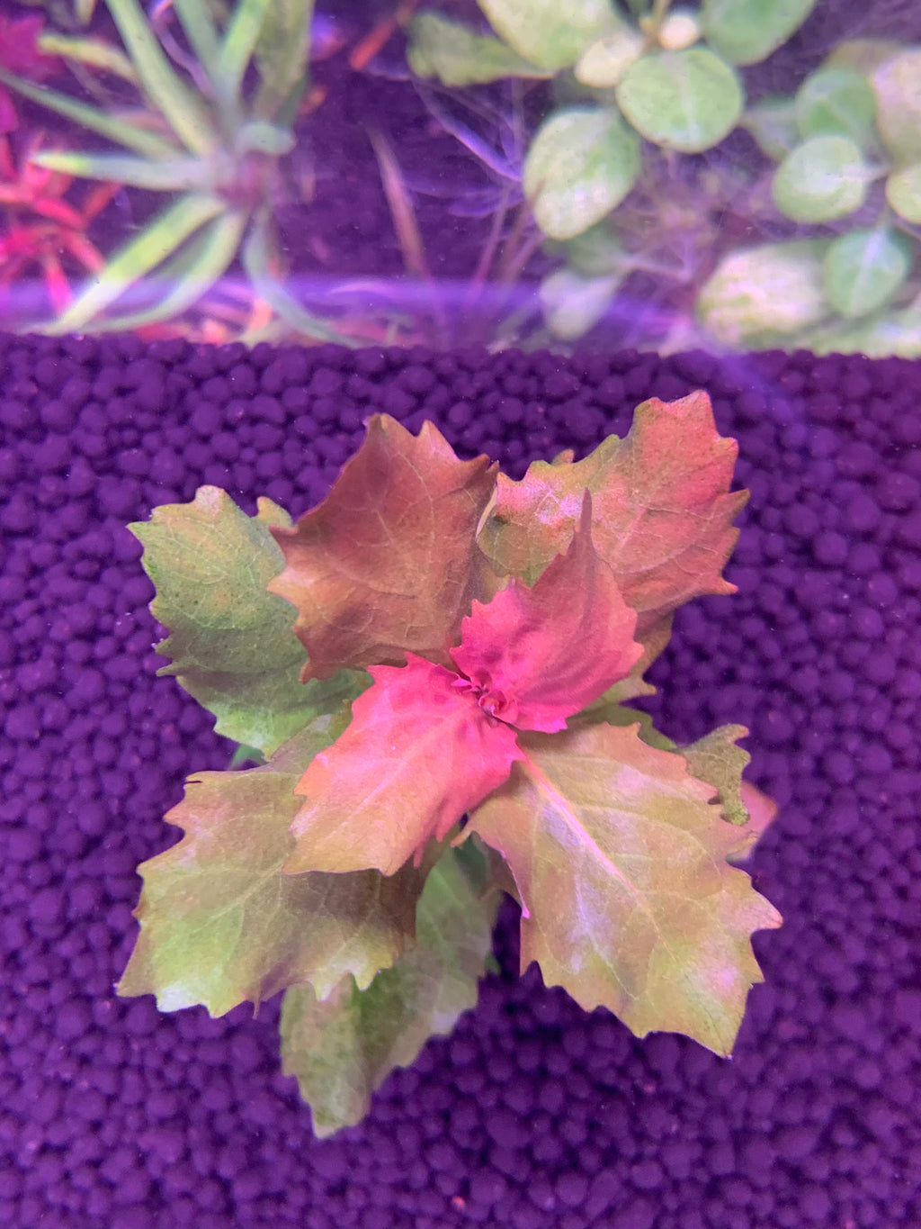 Hygrophila Difformis “Pink”