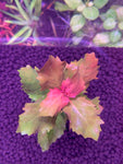 Hygrophila Difformis “Pink”