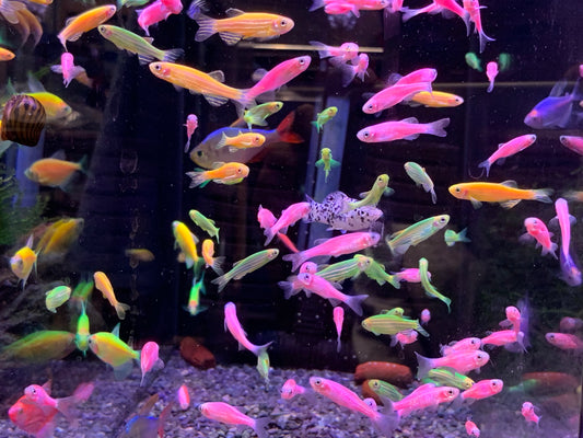Neon Danio