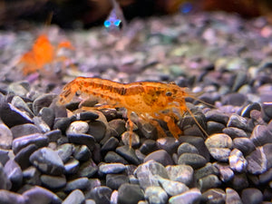 Dwarf Mexican Crayfish