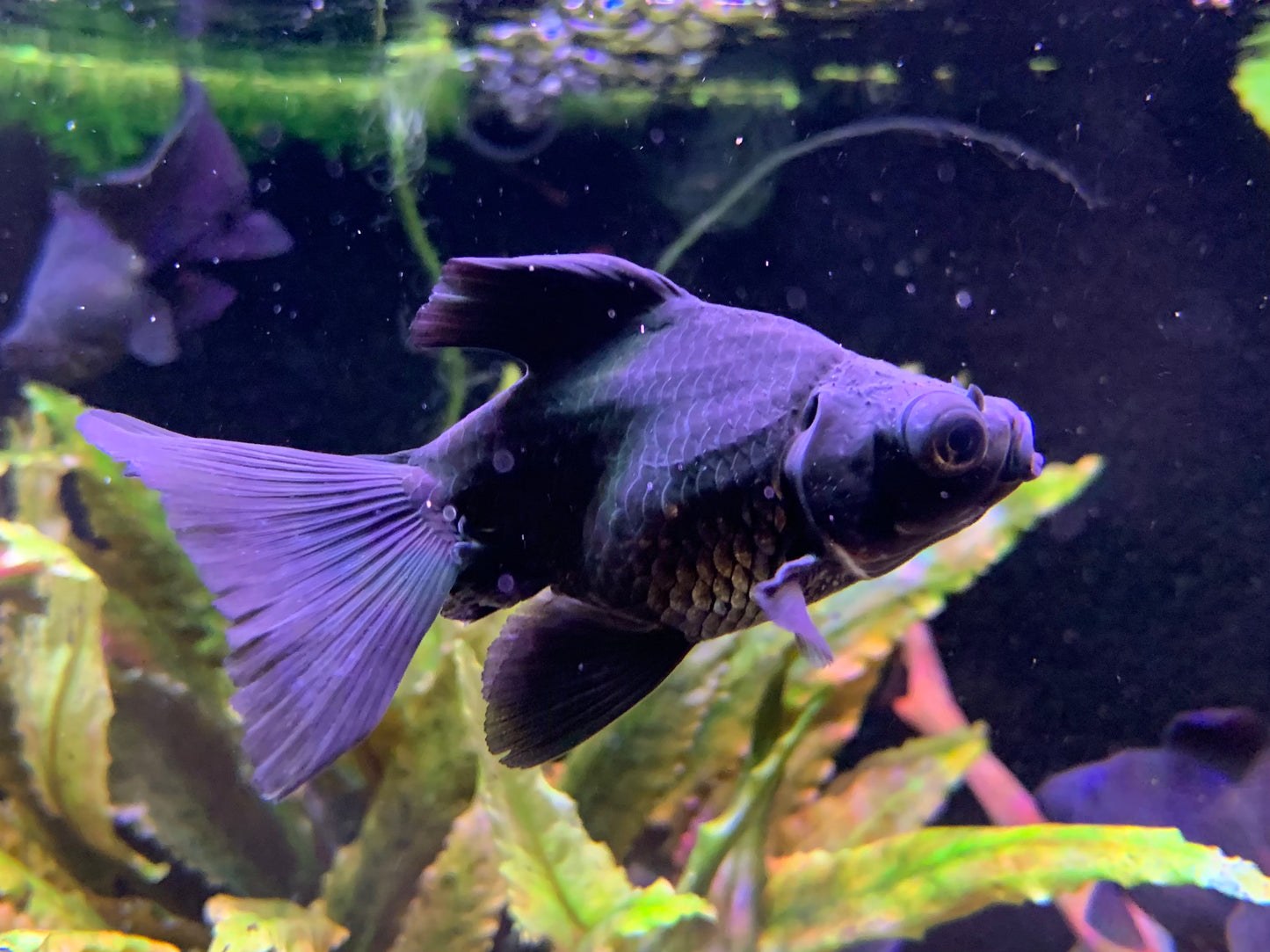 Black Butterfly Goldfish