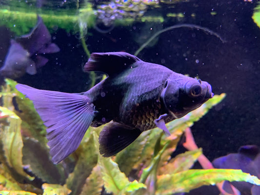 Black Butterfly Goldfish