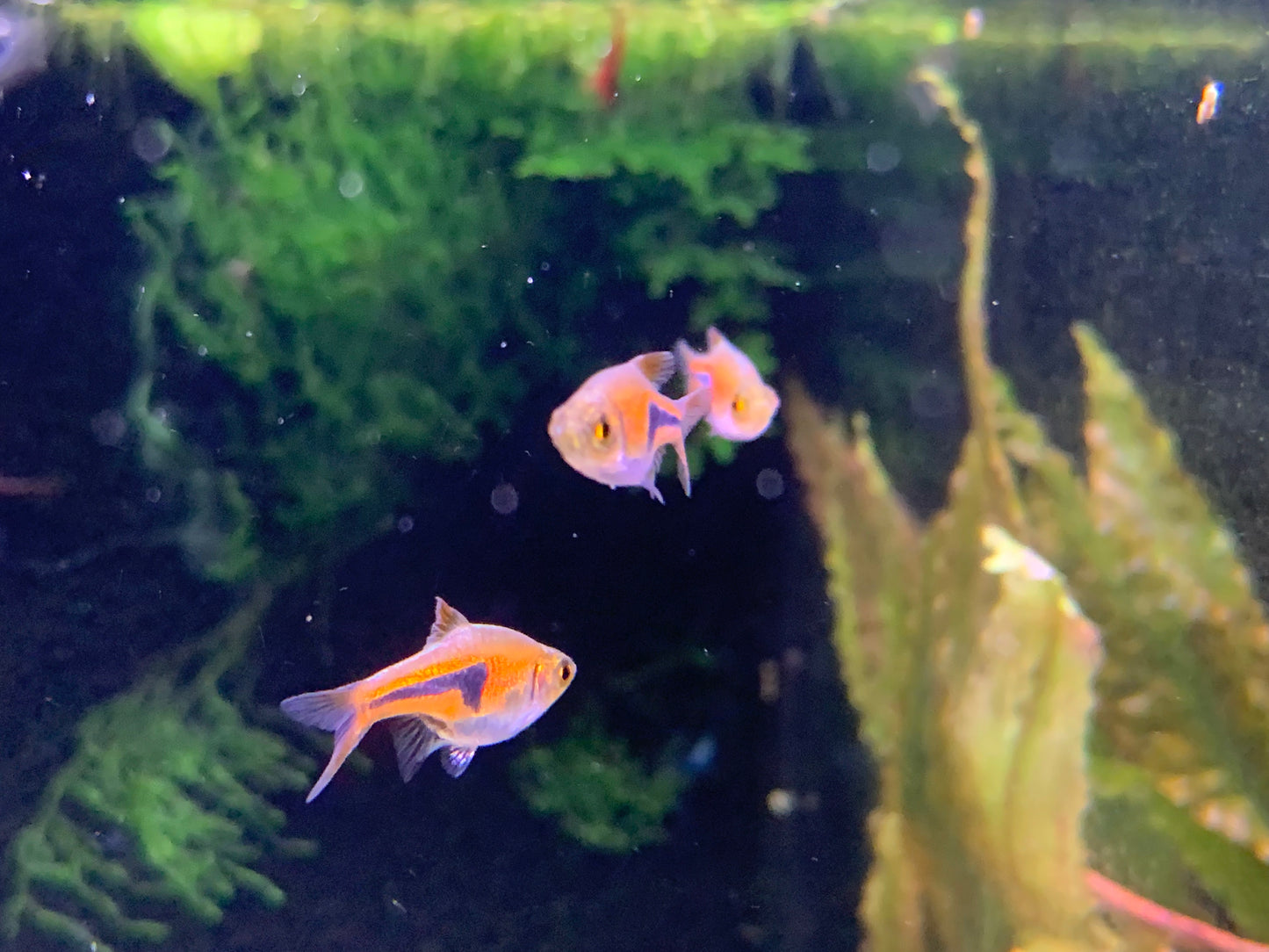 Espei Rasbora