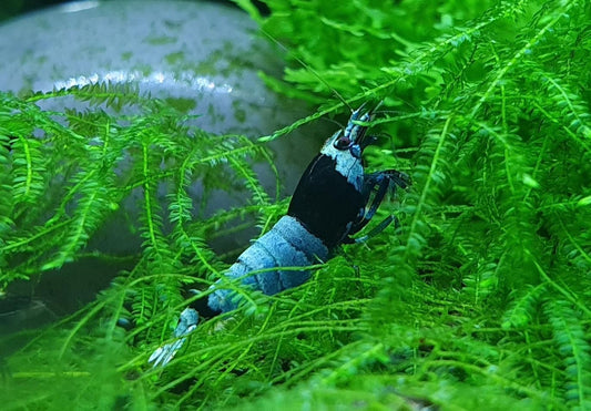 Black King Kong Shrimp