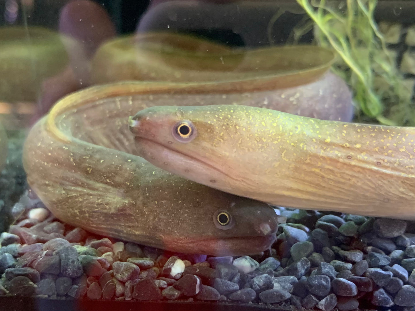 Moray Eel