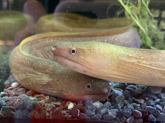 Moray Eel