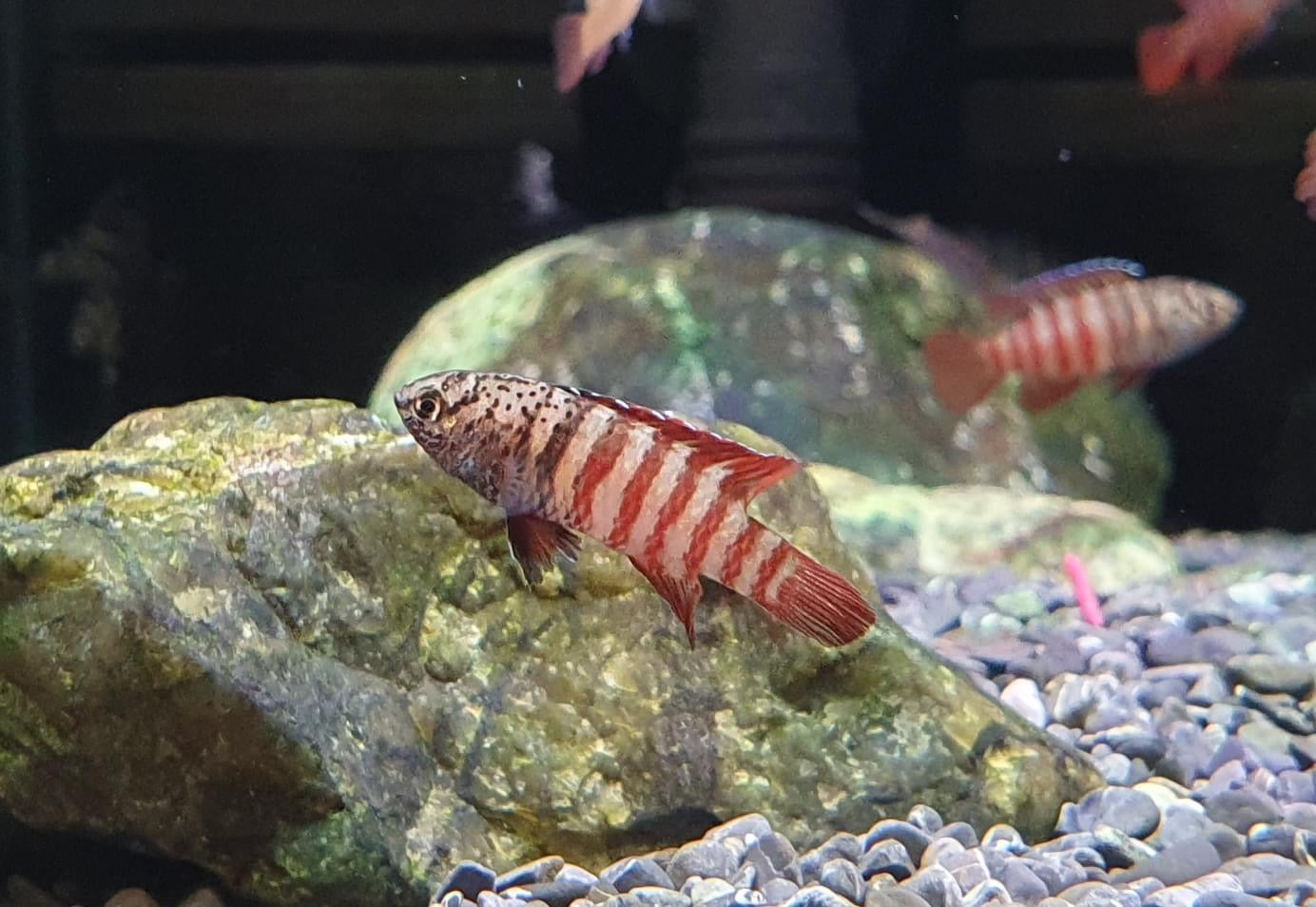 Tiger Badis