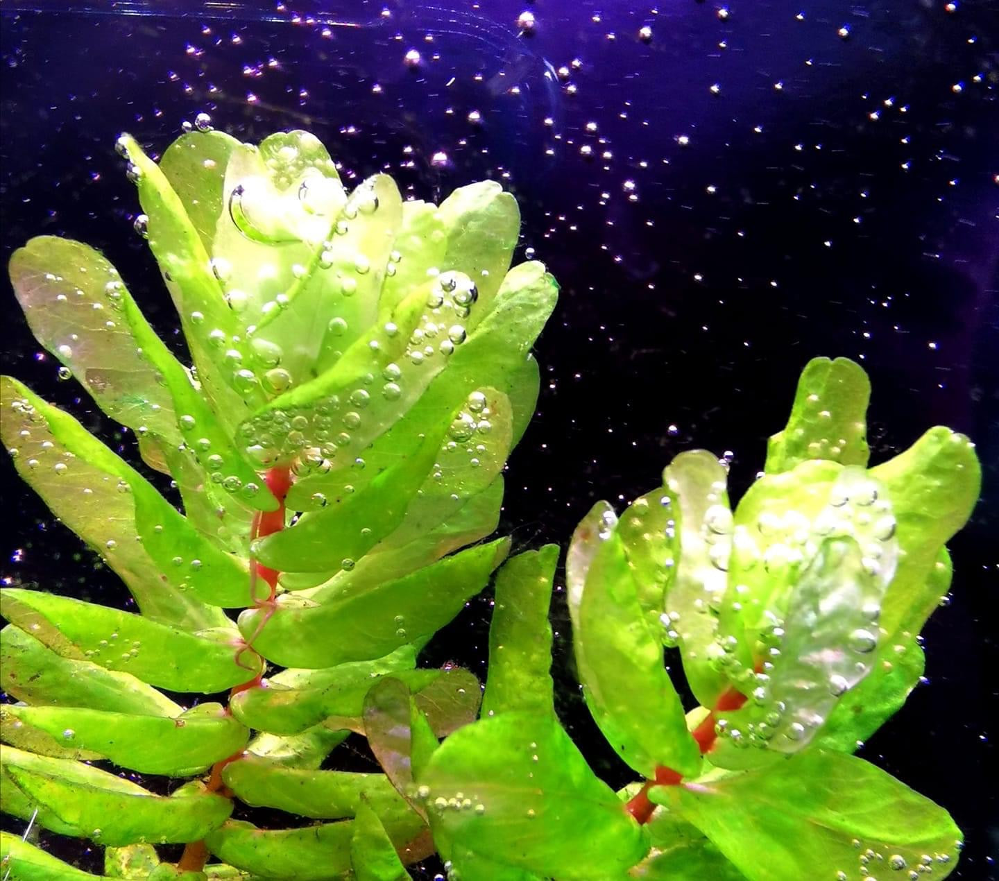 Rotala Tulunadensis