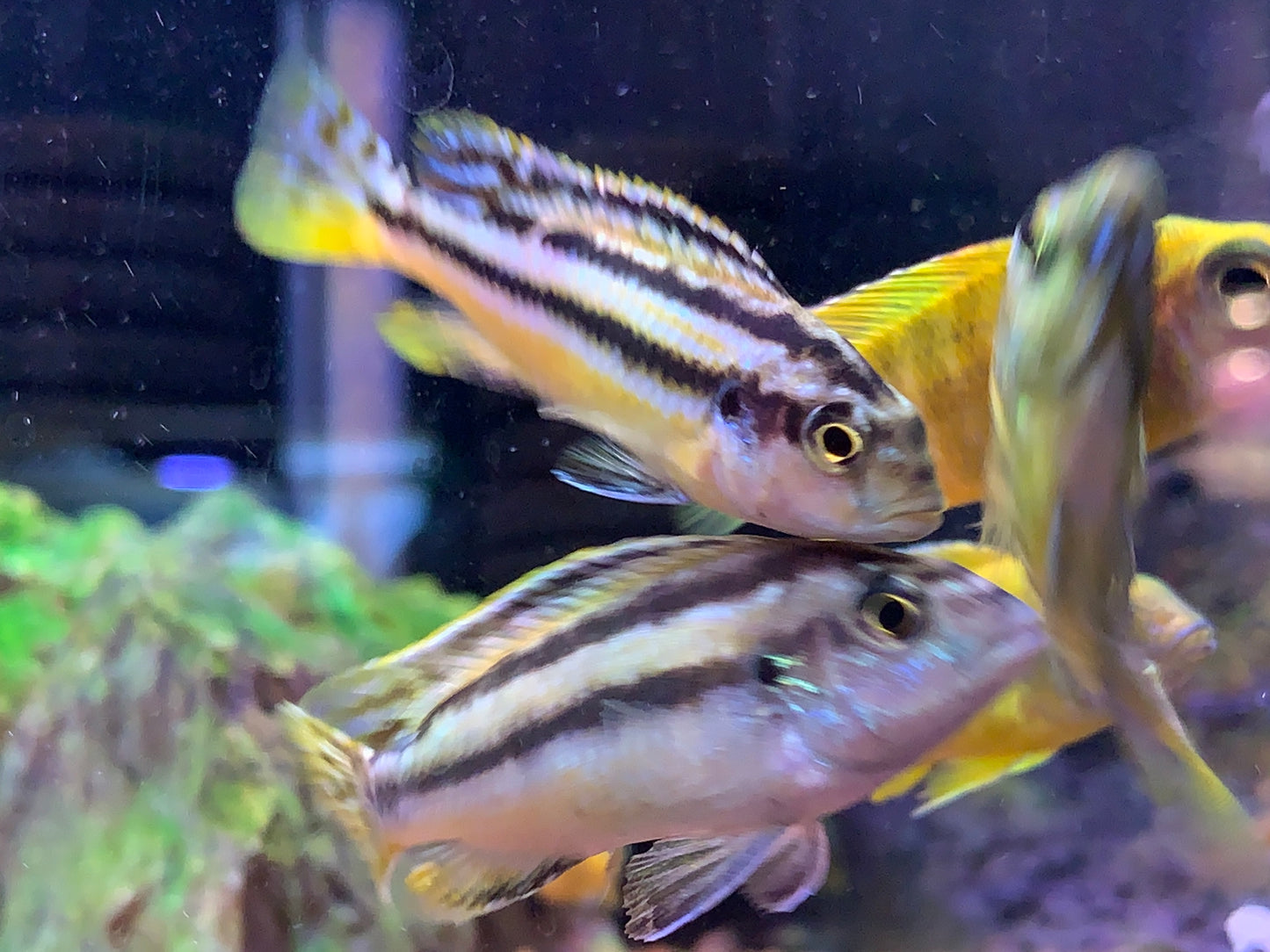 Yellow Stripe