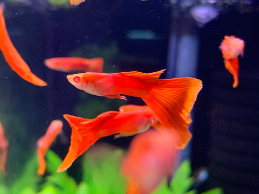 Albino Red Guppy (Male)