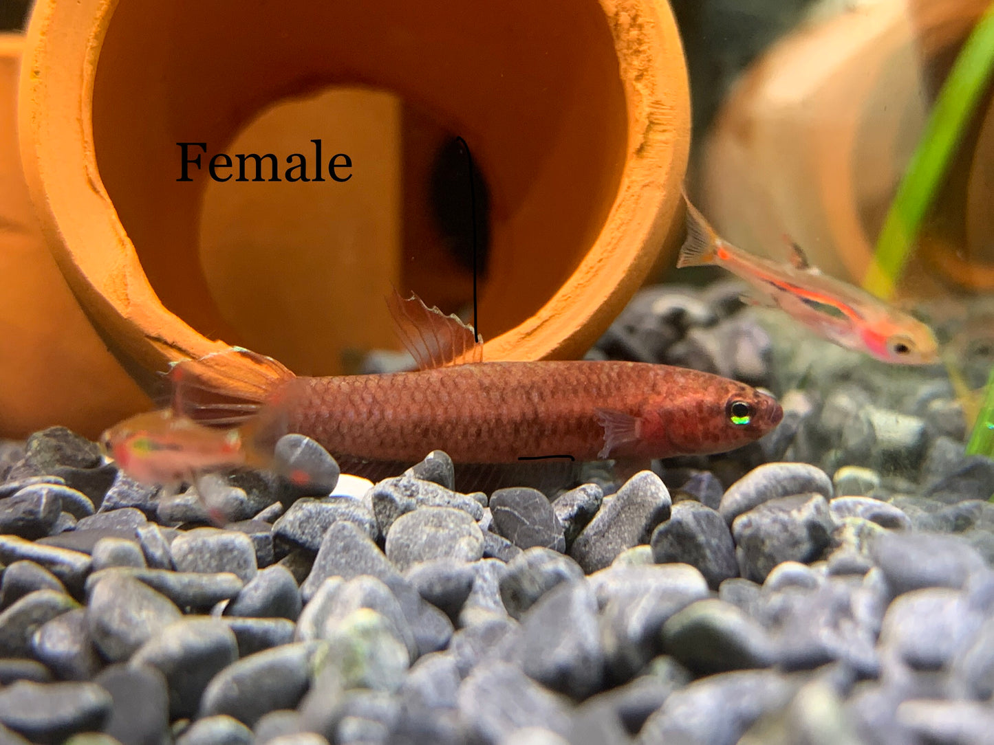 Betta Sp Jade(pair)