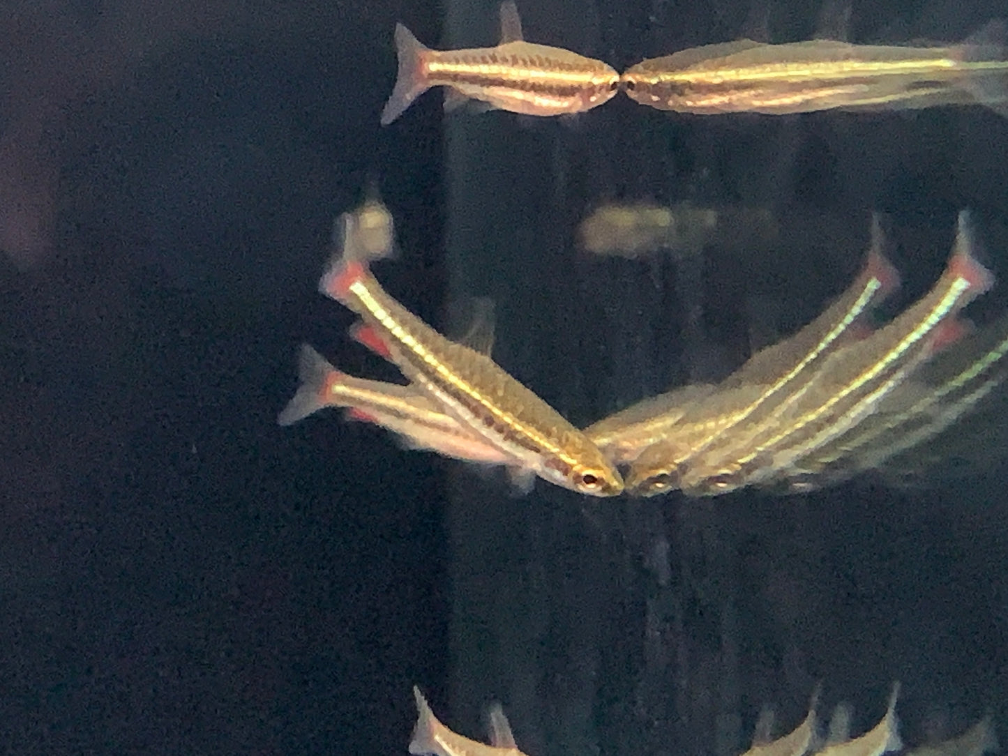 Dwarf Pencilfish