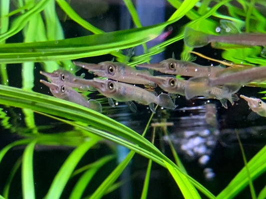 3 Spot Halfbeak