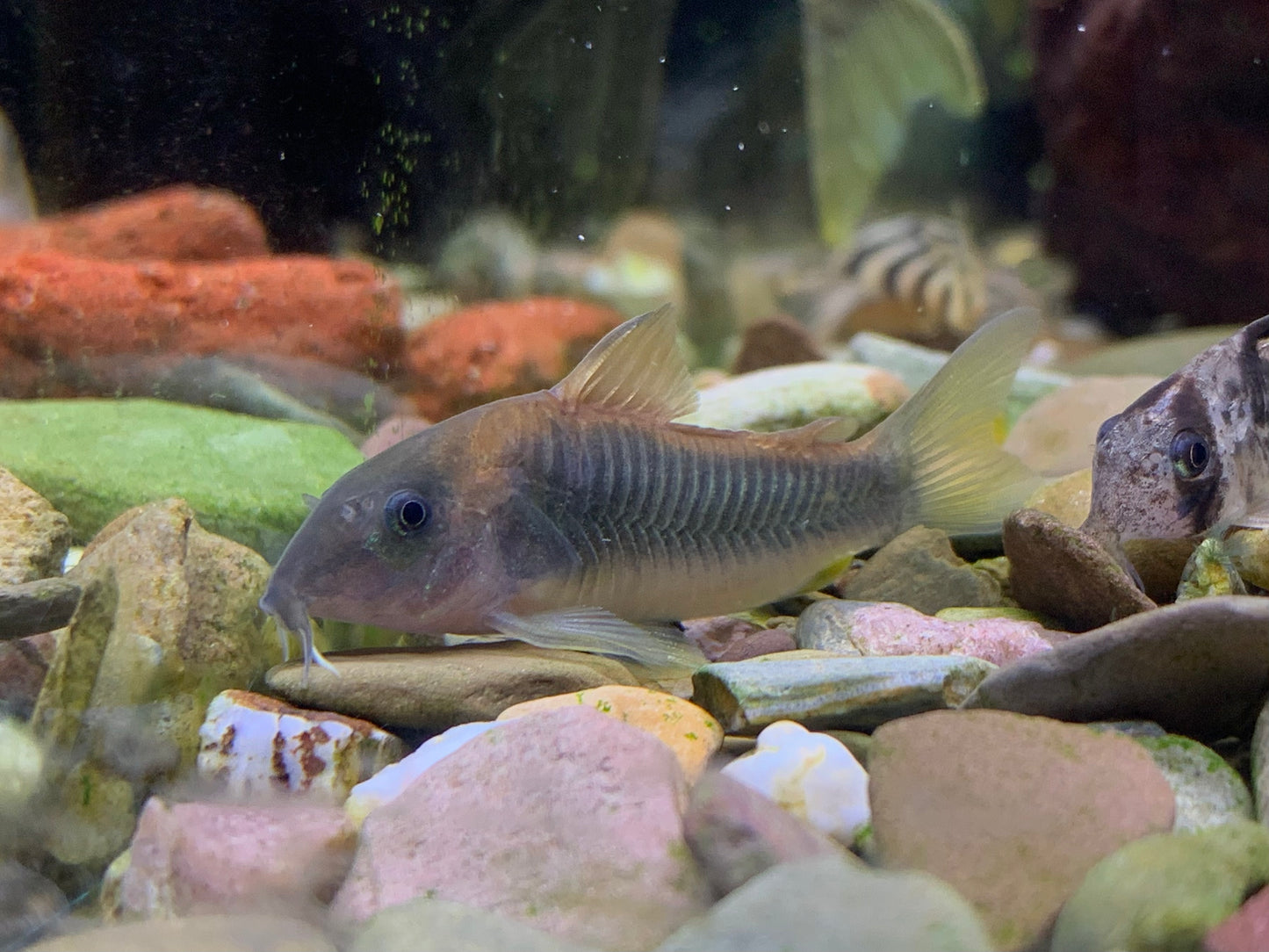 Gold Green Cory