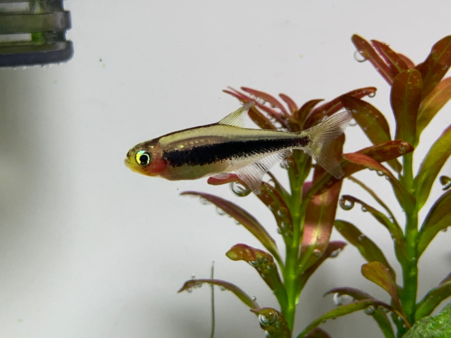 Tucanoichthys Tucano