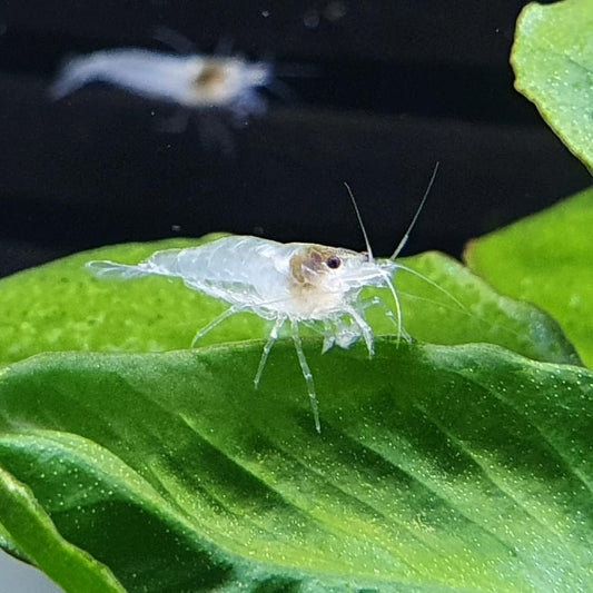 Snowball Shrimp