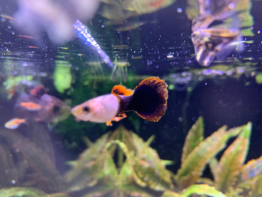 Pink Tuxedo Guppy