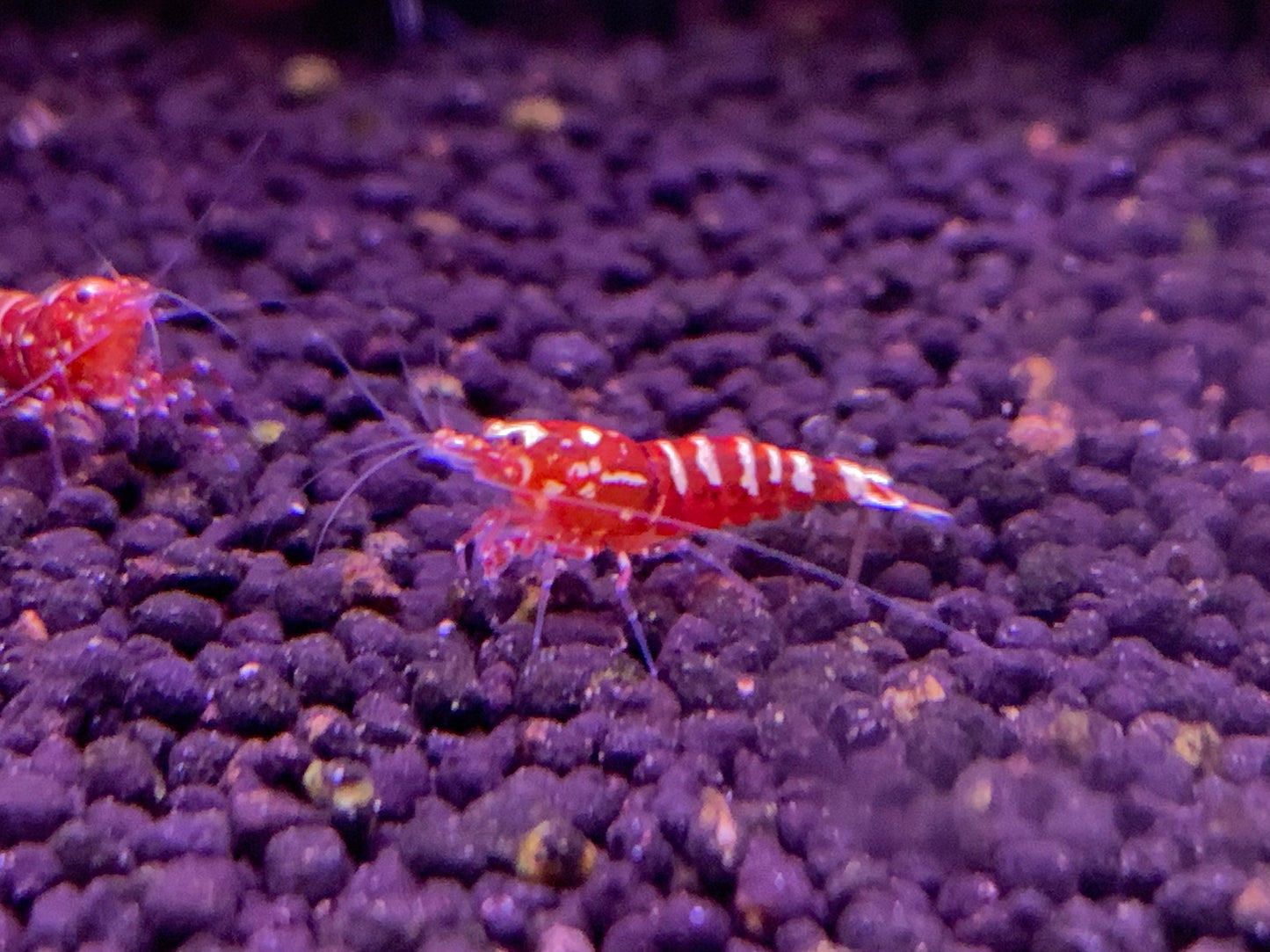 Red Galaxy