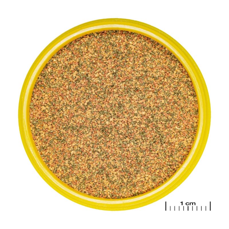 JBL ProNovo Bel Grano XXS