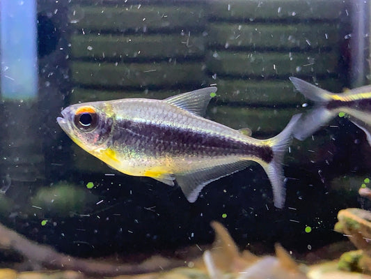 Moenkhausia Heikoi XL