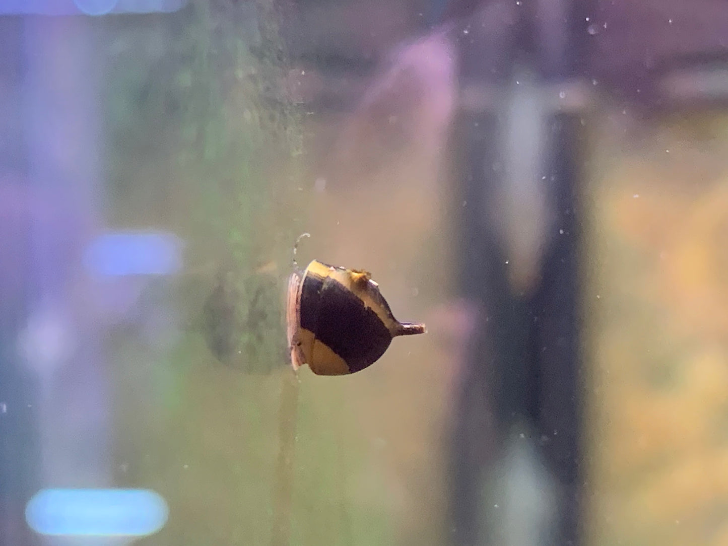 Horn Snail